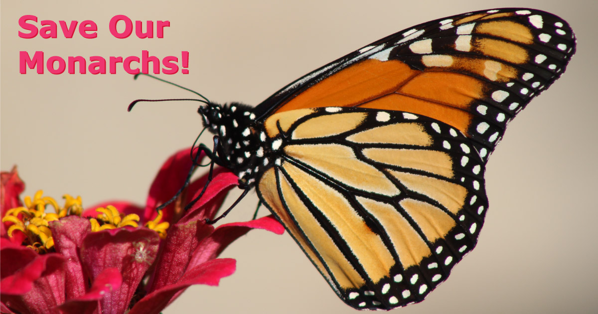 Save Our Monarch Butterflies